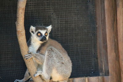 Portrait of ring-tailed lemur on tree at zoo