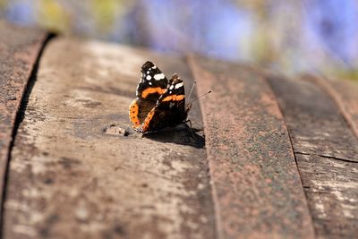 Close-up of butterfly on leaf