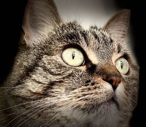 Close-up portrait of a cat