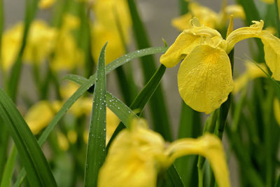 Close-up of flowers growing in field