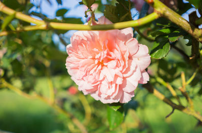 Close-up of pink flower blooming outdoors