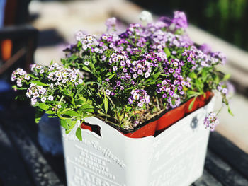 Close-up of potted plant