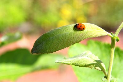 Close-up of ladybug on leaf