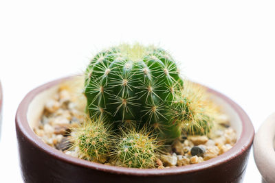Close-up of potted cactus plant