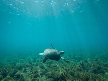 High angle view of fishes swimming in sea