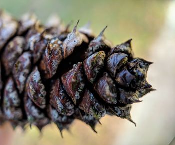 Close-up of dry leaf