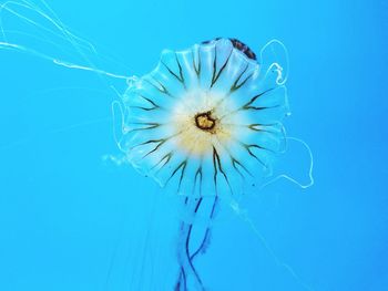 Close-up of flower over blue background