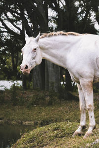 Elder grey horse grazing in pasture drinking from pond looking at the camera 