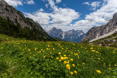 Scenic view of flowering plants and mountains against sky