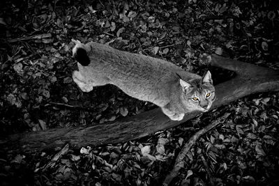 High angle portrait of a cat