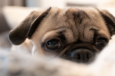 Close-up portrait of dog