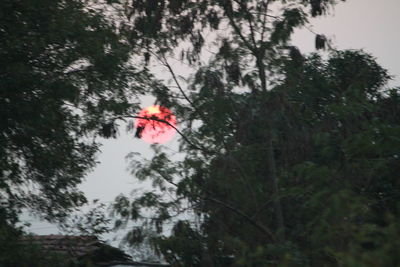 Red trees against sky