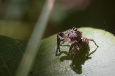 Close-up of spider