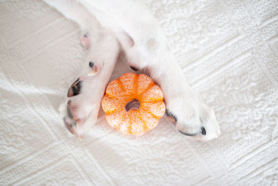 High angle view of cat eating food