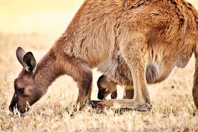 Kangaroo and child grazing