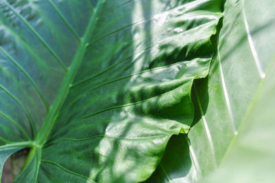 Close-up of fresh green leaves