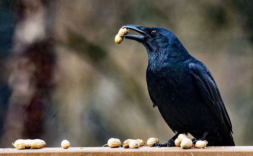 Close-up of bird perching on wood