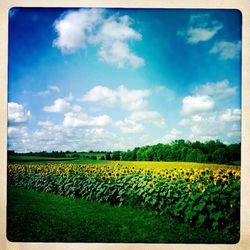 Scenic view of field against clear sky