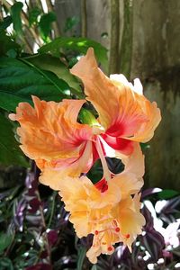 Close-up of orange rose flower