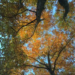 Low angle view of trees