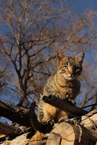 Low angle view of cat sitting on tree