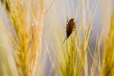 Close-up of insect on wheat