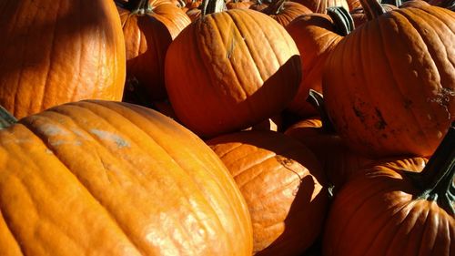 Close-up of pumpkins for sale