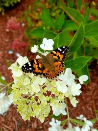 Close-up of butterfly pollinating on flower