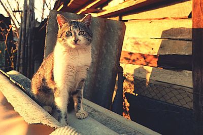 Cat looking away