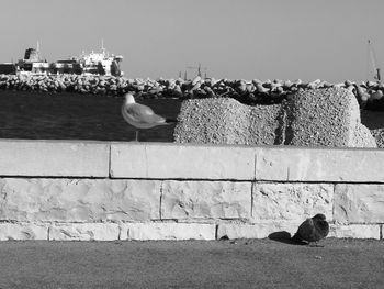 View of birds by the wall