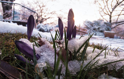 Close-up of frozen plants on field during winter