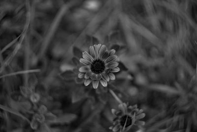 Close-up of flowering plant on field