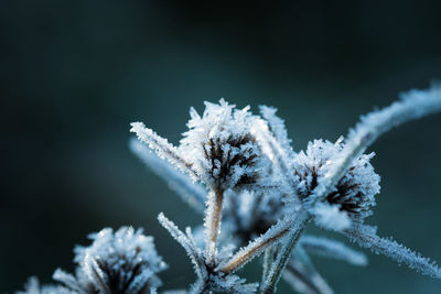 Close-up of frozen plant