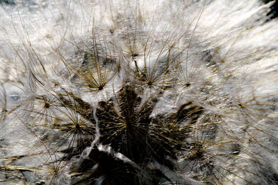 Close-up of dandelion