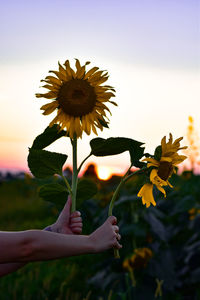 Close-up of hand holding yellow flowering sunflower against sky