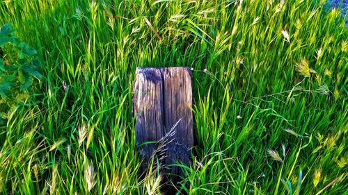 Close-up of horse in grass