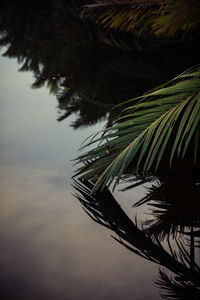 Low angle view of palm tree against sky