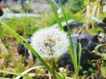 Close-up of dandelion flower