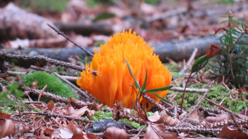 Close-up of yellow flowers blooming on field