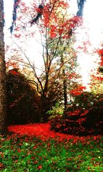 Autumn leaves on tree