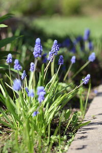 Close-up of purple flowering plants on field