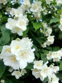 Close-up of white flowering plants