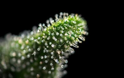 Close-up of water drops on plant against black background