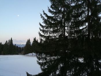 Pine trees on snowcapped mountain against sky