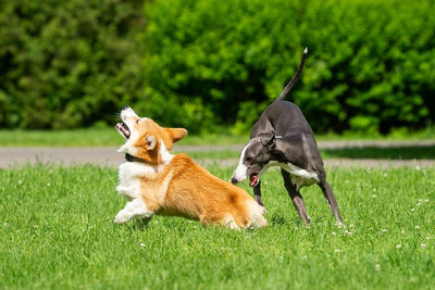 View of two dogs on land