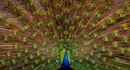 A peacock spreads its beautiful feathers. 