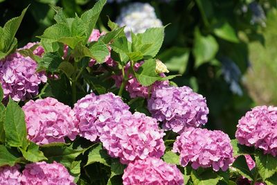 Close-up of pink flowering plants