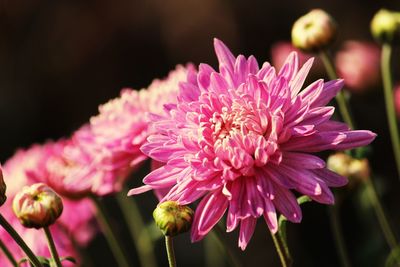 Close-up of pink flower