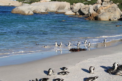 Flock of seagulls on beach