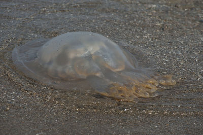 Close-up of a turtle in the sea